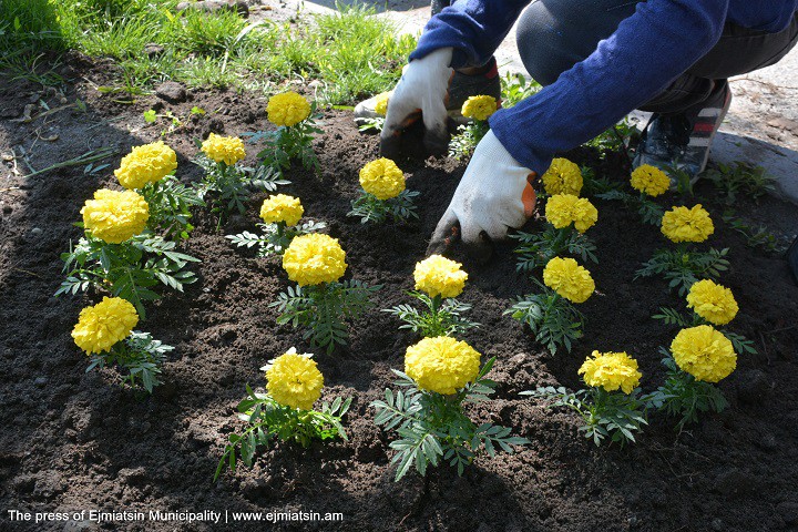 ՄԱՅԹԵԶՐԵՐԻ ՍԻԶԱՄԱՐԳԵՐԸ ՀԱՐՍՏԱՑՎՈՒՄ ԵՆ ԾԱՂԻԿՆԵՐՈՎ